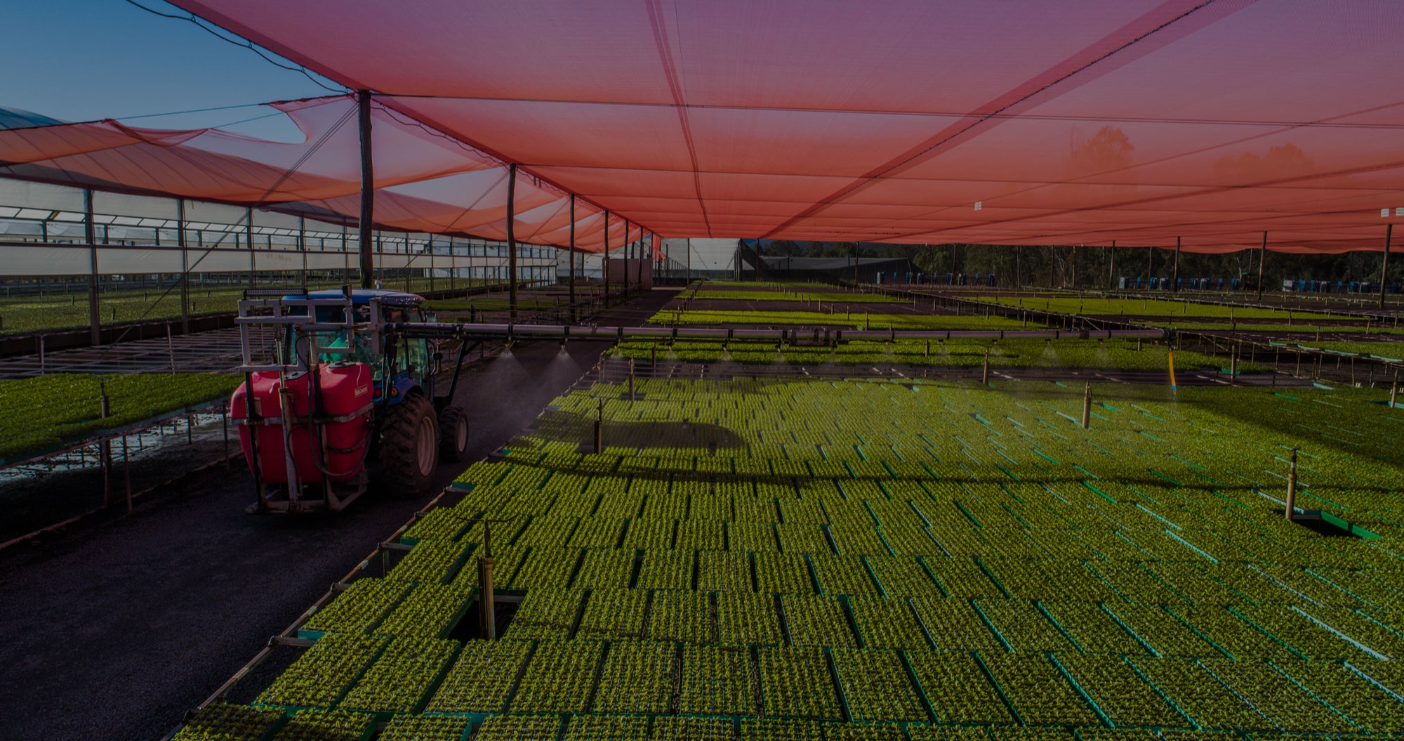 tractor spraying a large crop of seedlings