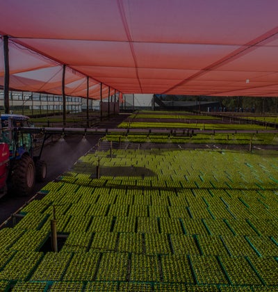 tractor spraying a large crop of seedlings